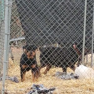 Meet your Posher, Roddy